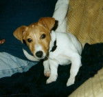 Urrican 3 mois et demi - Jack Russell (3 mois)