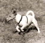 Urrican - Jack Russell