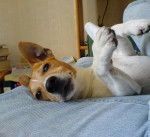 Urrican - Jack Russell