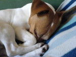 Urrican - Jack Russell