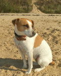 Pepete - Jack Russell