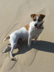 Pepete - Jack Russell
