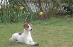 Eyka 6 mois - Jack Russell (6 mois)