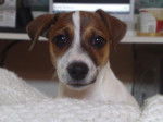 Easy portrait Jack Russel - Jack Russell