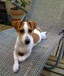 Erika 5 mois - Jack Russell (5 mois)