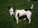 Dap : 1er DOG SHOW classé excellent beauté - Jack Russell
