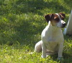 Easy jack russel de 1 an - Jack Russell