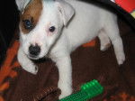 Flash chiot Jack Russel de 2 mois - Jack Russell (2 mois)