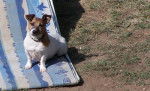 Uthane petite Jack Russel - Jack Russell