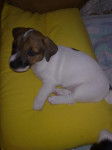 Ginger, chiot Jacke Russel 1 mois et demi - Jack Russell (1 mois)