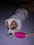 Gina, Chiot Jack Russel, 1 mois et demi - Jack Russell (1 mois)