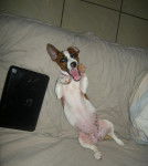 Gaufrette - Jack Russell