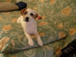 Déesse femelle Jack Russel de 4 ans - Jack Russell (4 ans)