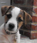 Beau portrait de Heden - Jack Russell