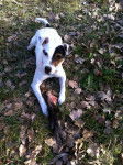 Loïs Jack Parson Russel 7 mois - Jack Russell (7 mois)