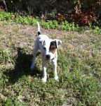 Loïs à 4 mois - Jack Russell (4 mois)