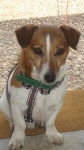 Devil 5 ans - Jack Russell (5 ans)