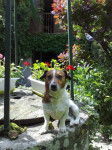Devil jack terrier de 5 ans - Jack Russell (5 ans)