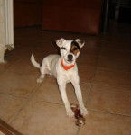 Loïs à 9 mois - Jack Russell (9 mois)