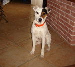 Loïs à maintenant 9 mois - Jack Russell (9 mois)