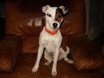 Lois parson Russel a maintenant 10 mois - Jack Russell (10 mois)