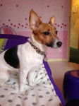 Toupy, jack russel de 15 mois - Jack Russell (1 an et 3 mois)