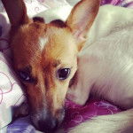 Portrait de Toupy, Jack russel femelle, 15mois - Jack Russell