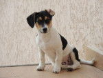 Hachi Jack Russel de 4 mois - Jack Russell (4 mois)