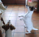 EYKA ET JYPSIE - Jack Russell