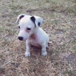 Lucky - Jack Russell