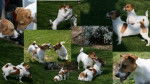 CALY ET VICKY - Jack Russell
