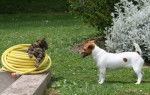 CALY ET TAO - Jack Russell (6 ans)