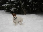 Thelma 1 an - Jack Russell (1 an)