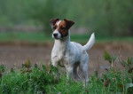 Photo Jack Russell