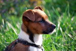 Photo Jack Russell