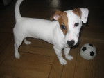 Duke - Jack Russell Mâle (6 mois)