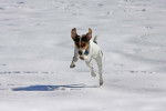 Photo Jack Russell