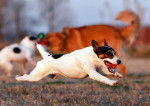 Un Jack Russell en promenade avec d'autres chiens