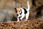 Un Jack Russell en train de se promener dans un parc