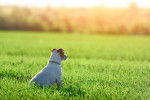 Photo Jack Russell