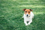 Photo Jack Russell