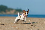 Photo Jack Russell