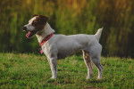 Photo Jack Russell