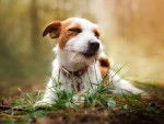 Un Jack Russell allongé dans les bois