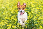 Un Jack Russell court dans un champ de fleurs jaunes