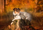 Un Jack Russell assis sur une souche d'arbre dans une forêt à l'automne