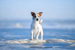 Un Jack Russell se tient debout sur de la glace