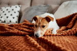 Un Jack Russell allongé sur un lit