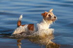 Un Jack Russell se baigne dans un lac