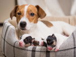 Une femelle Jack Russell dans un panier avec ses chiots âgés d'une semaine